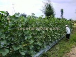 RESAH : Petani melon di kawasan Kecamatan Singgahan cemas. Karena tanaman melon diserang hama.