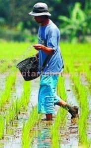 ATASI LANGKA: Tahun ini Pemkab Tuban menjamin kebutuhan pupuk bersubsidi untuk petani tercukupi. (foto: GETTY IMAGE) 