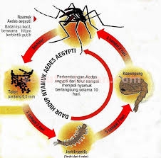 Siklus Aedes aeygepti 