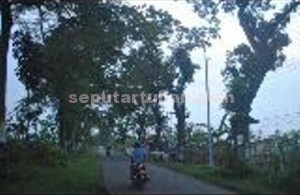 TIDAK MENYALA: Sudah hampir dua minggu ini penerangan jalan umum (PJU) di di sebelah utara Desa Margomulyo, Kecamatan Kerek ini mati. 