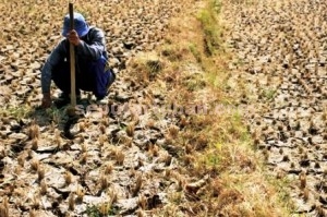 RESAH : Kondisi lahan pertanian saat musim kemarau tidak dapat dipakai bercocok tanam