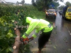 KERJA KERAS : Meski ditengah hujan lebat, anggota Polsek Plumpang tetap memotong pohon yang roboh.