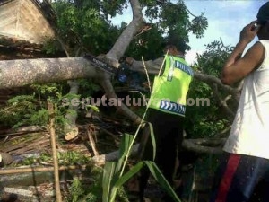 TANGGAP : Anggota Polisi sedang membantu memotong pohon yang tumbang menimpa rumah warga