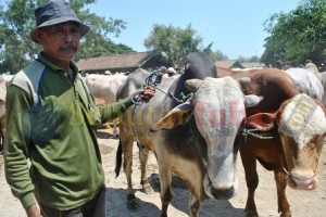 Penjual sapi Tuban