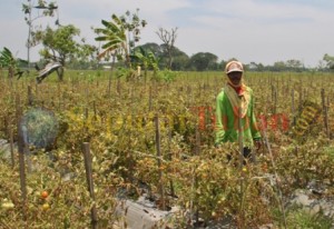 Petani Tomat Tuban