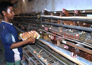 beternak ayam petelur Tuban