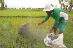 Pupuk Tuban langka