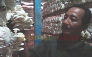 Budidaya jamur tiram