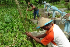 Enceng gondok sebabkan banjir Jenu