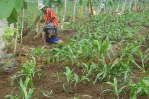 Petani Karanglo Kerek Tuban