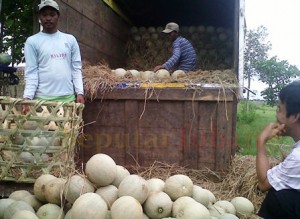 melon tuban
