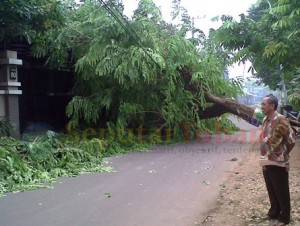Rumah Miyadi Tertimpa Pohon