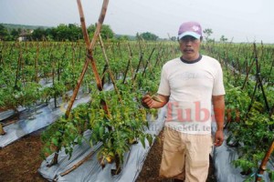 Petani Tomat Tuban