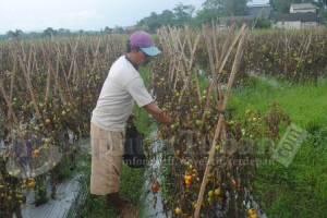 petani Tomat Meradang