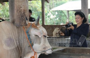 Ibu Ani foto Sapi Tuban