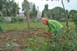 BERSYUKUR : Paisah (36) saat bercocok tanam dilahan green barrier PT Semen Indonesia