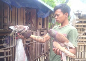 burung dara