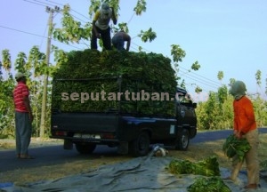 BERUNTUNG : Petani tembakau Desa Wanglu Wetan langsung menjual tembakaunya usai panen
