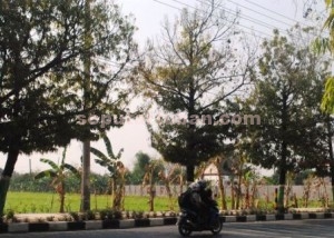 DEKAT SPBU : Inilah lahan yang akan dibangun kantor BPBD Tuban