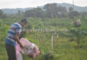 MULAI UNTUNG : Ali Imron saat merawat tanaman klengkeng