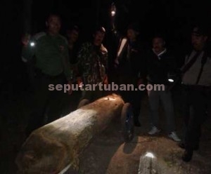 SIAGA 24 JAM : Petugas perhutani menunjukkan pohon yang gagal dicuri komplotan pembalakan liar