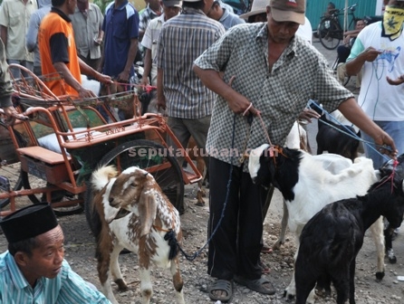 Aktivitas pasar kambing