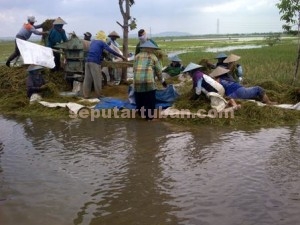 SEMANGAT : Para petani saat merontokkan hasil panen padinya